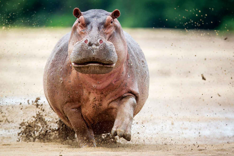 hippo.png