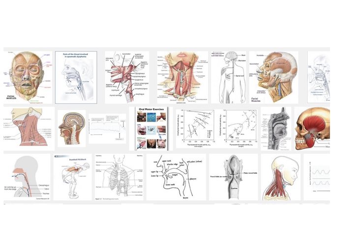 voice-muscles-(1).jpg